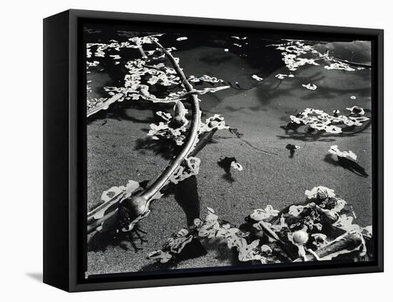 Tide Pool with Kelp (b/w photo)-Brett Weston-Framed Premier Image Canvas