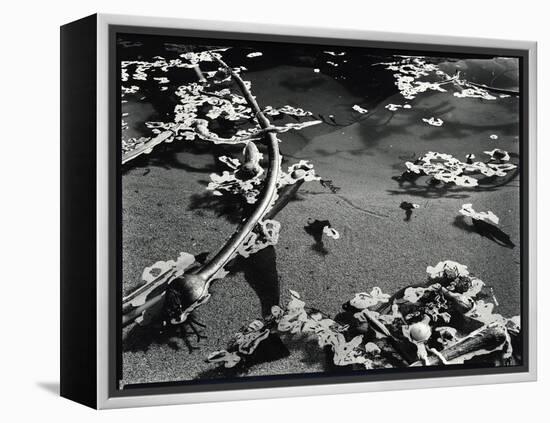 Tide Pool with Kelp (b/w photo)-Brett Weston-Framed Premier Image Canvas
