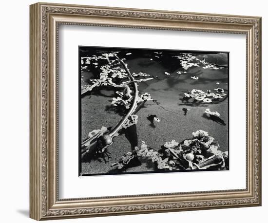Tide Pool with Kelp (b/w photo)-Brett Weston-Framed Photographic Print