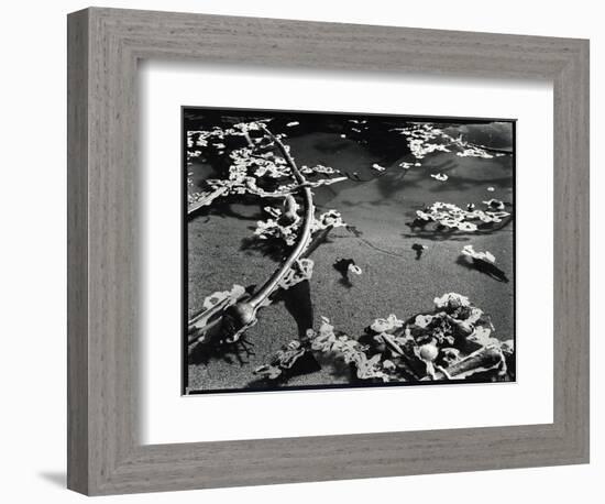 Tide Pool with Kelp (b/w photo)-Brett Weston-Framed Photographic Print