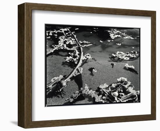 Tide Pool with Kelp (b/w photo)-Brett Weston-Framed Photographic Print