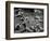 Tide Pool with Kelp (b/w photo)-Brett Weston-Framed Photographic Print