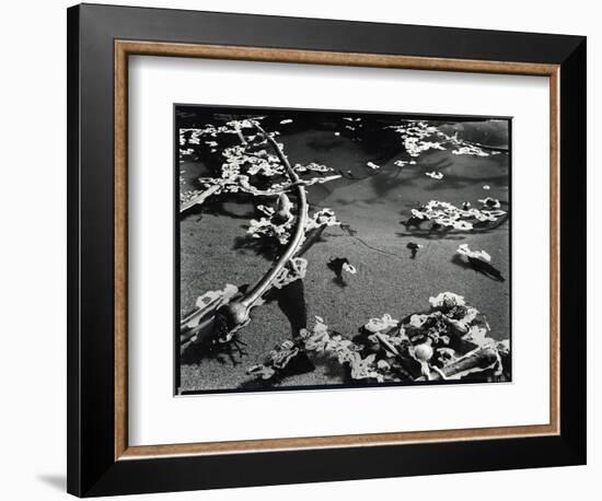 Tide Pool with Kelp (b/w photo)-Brett Weston-Framed Photographic Print