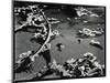 Tide Pool with Kelp (b/w photo)-Brett Weston-Mounted Photographic Print