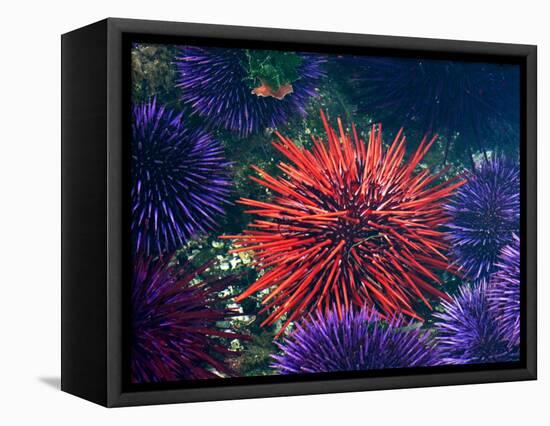 Tide Pool With Sea Urchins, Olympic Peninsula, Washington, USA-Charles Sleicher-Framed Premier Image Canvas