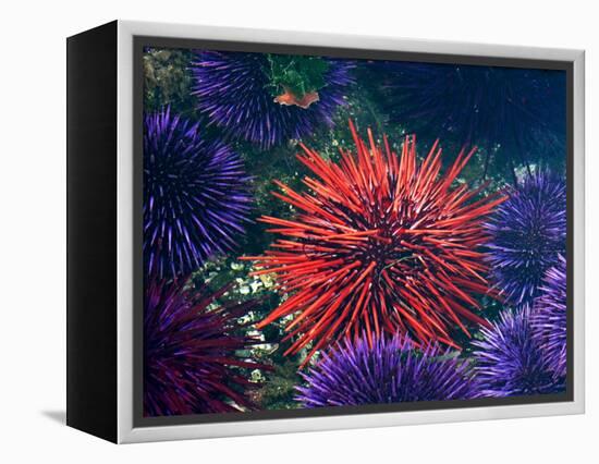 Tide Pool With Sea Urchins, Olympic Peninsula, Washington, USA-Charles Sleicher-Framed Premier Image Canvas