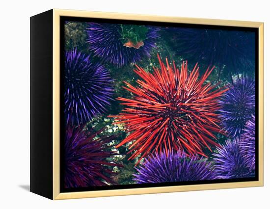 Tide Pool With Sea Urchins, Olympic Peninsula, Washington, USA-Charles Sleicher-Framed Premier Image Canvas