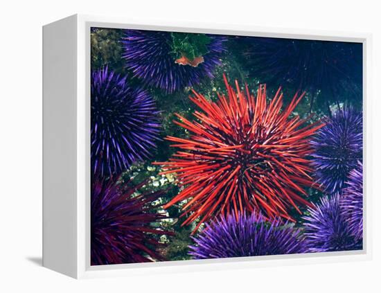 Tide Pool With Sea Urchins, Olympic Peninsula, Washington, USA-Charles Sleicher-Framed Premier Image Canvas