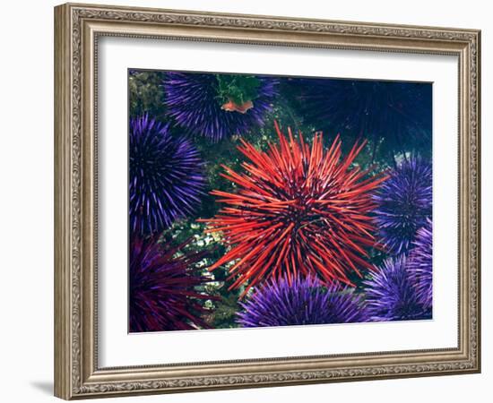 Tide Pool With Sea Urchins, Olympic Peninsula, Washington, USA-Charles Sleicher-Framed Photographic Print