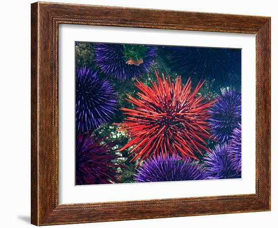 Tide Pool With Sea Urchins, Olympic Peninsula, Washington, USA-Charles Sleicher-Framed Photographic Print