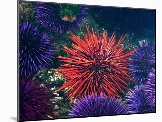 Tide Pool With Sea Urchins, Olympic Peninsula, Washington, USA-Charles Sleicher-Mounted Photographic Print