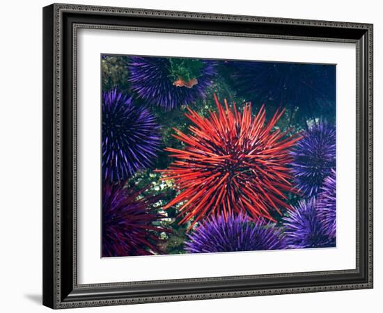 Tide Pool With Sea Urchins, Olympic Peninsula, Washington, USA-Charles Sleicher-Framed Photographic Print