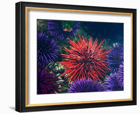 Tide Pool With Sea Urchins, Olympic Peninsula, Washington, USA-Charles Sleicher-Framed Photographic Print