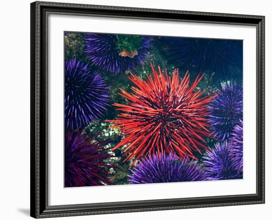 Tide Pool With Sea Urchins, Olympic Peninsula, Washington, USA-Charles Sleicher-Framed Photographic Print