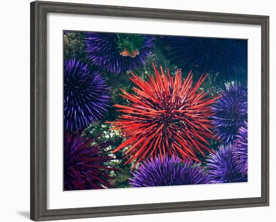 Tide Pool With Sea Urchins, Olympic Peninsula, Washington, USA-Charles Sleicher-Framed Photographic Print