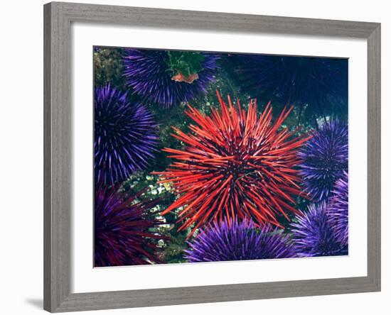 Tide Pool With Sea Urchins, Olympic Peninsula, Washington, USA-Charles Sleicher-Framed Photographic Print