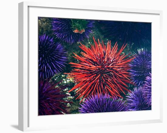 Tide Pool With Sea Urchins, Olympic Peninsula, Washington, USA-Charles Sleicher-Framed Photographic Print