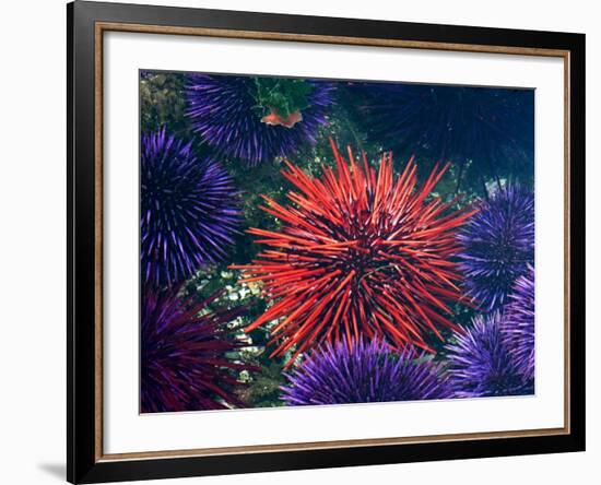 Tide Pool With Sea Urchins, Olympic Peninsula, Washington, USA-Charles Sleicher-Framed Photographic Print