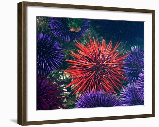 Tide Pool With Sea Urchins, Olympic Peninsula, Washington, USA-Charles Sleicher-Framed Photographic Print