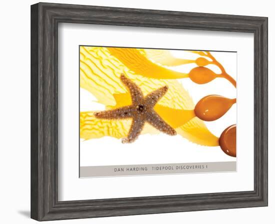 Tidepool Discoveries I-Dan Harding-Framed Art Print