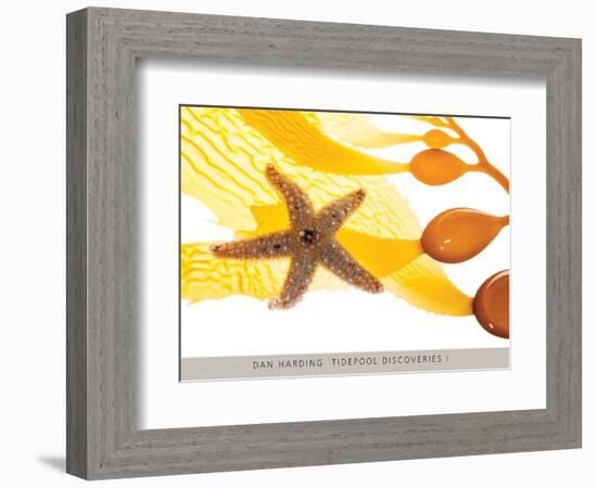 Tidepool Discoveries I-Dan Harding-Framed Art Print