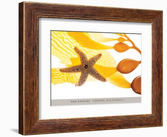 Tidepool Discoveries I-Dan Harding-Framed Art Print