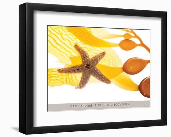 Tidepool Discoveries I-Dan Harding-Framed Art Print