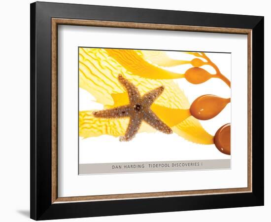 Tidepool Discoveries I-Dan Harding-Framed Art Print