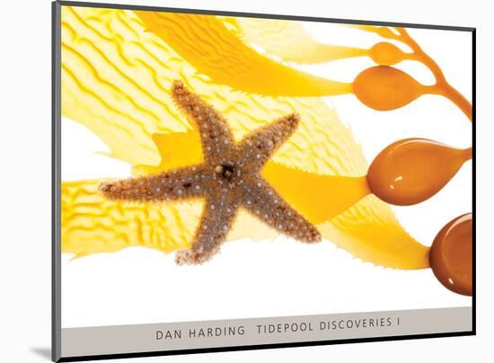 Tidepool Discoveries I-Dan Harding-Mounted Art Print