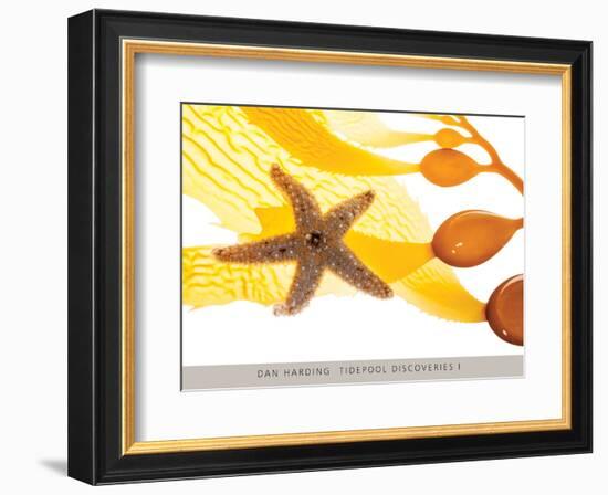 Tidepool Discoveries I-Dan Harding-Framed Art Print