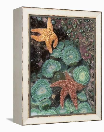 Tidepool of Sea Stars, Green Anemones on the Oregon Coast, USA-Stuart Westmoreland-Framed Premier Image Canvas