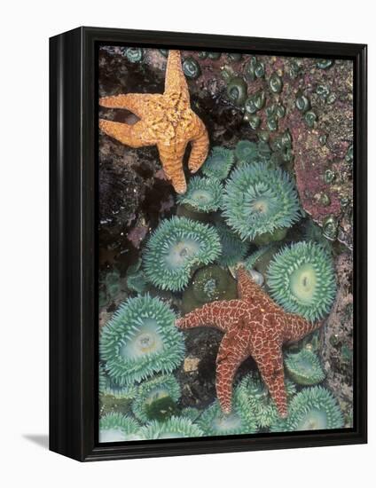 Tidepool of Sea Stars, Green Anemones on the Oregon Coast, USA-Stuart Westmoreland-Framed Premier Image Canvas