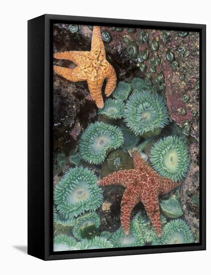 Tidepool of Sea Stars, Green Anemones on the Oregon Coast, USA-Stuart Westmoreland-Framed Premier Image Canvas