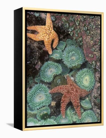 Tidepool of Sea Stars, Green Anemones on the Oregon Coast, USA-Stuart Westmoreland-Framed Premier Image Canvas