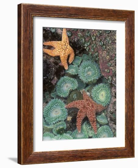 Tidepool of Sea Stars, Green Anemones on the Oregon Coast, USA-Stuart Westmoreland-Framed Photographic Print