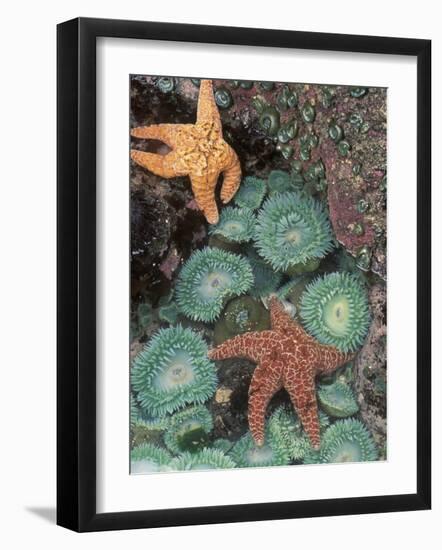 Tidepool of Sea Stars, Green Anemones on the Oregon Coast, USA-Stuart Westmoreland-Framed Photographic Print