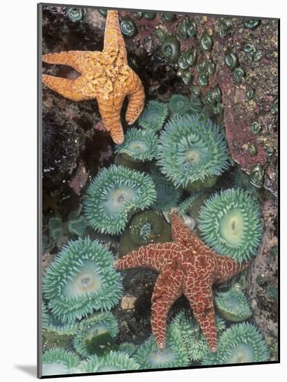 Tidepool of Sea Stars, Green Anemones on the Oregon Coast, USA-Stuart Westmoreland-Mounted Photographic Print