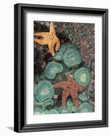 Tidepool of Sea Stars, Green Anemones on the Oregon Coast, USA-Stuart Westmoreland-Framed Photographic Print