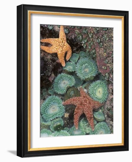 Tidepool of Sea Stars, Green Anemones on the Oregon Coast, USA-Stuart Westmoreland-Framed Photographic Print