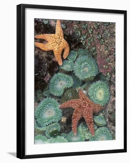 Tidepool of Sea Stars, Green Anemones on the Oregon Coast, USA-Stuart Westmoreland-Framed Photographic Print