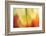 Tie Dye I-Andrew Michaels-Framed Photographic Print