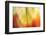 Tie Dye I-Andrew Michaels-Framed Photographic Print