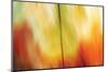 Tie Dye I-Andrew Michaels-Mounted Photographic Print