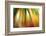 Tie Dye II-Andrew Michaels-Framed Photographic Print