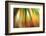 Tie Dye II-Andrew Michaels-Framed Photographic Print