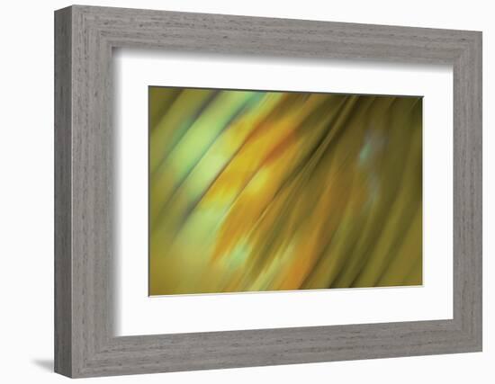 Tie Dye III-Andrew Michaels-Framed Photographic Print