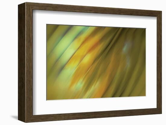 Tie Dye III-Andrew Michaels-Framed Photographic Print