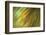 Tie Dye III-Andrew Michaels-Framed Photographic Print