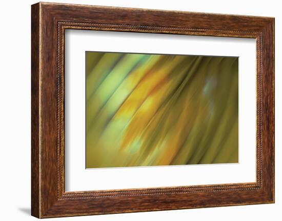 Tie Dye III-Andrew Michaels-Framed Photographic Print