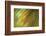 Tie Dye III-Andrew Michaels-Framed Photographic Print